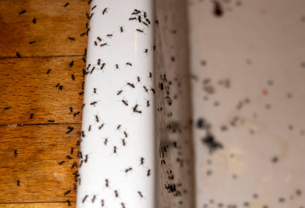 Best Wasp Removal Services  in Roy, UT